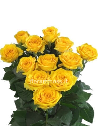 Rose gialle a steli, prima scelta