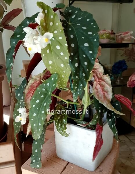 Pianta Begonia maculata in vaso ceramica.