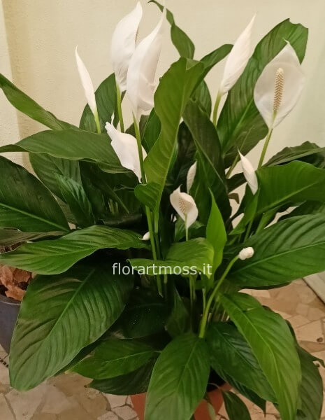 Pianta di Spathifillum - diametro vaso 30 H 85cm